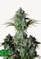 Preview: Samen 3x Original Big Bud Automatik Fast Buds